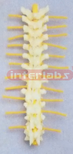 THORACIC VERTEBRAE TWELVE VERTEBRAE COMPLETE WITH NERVES